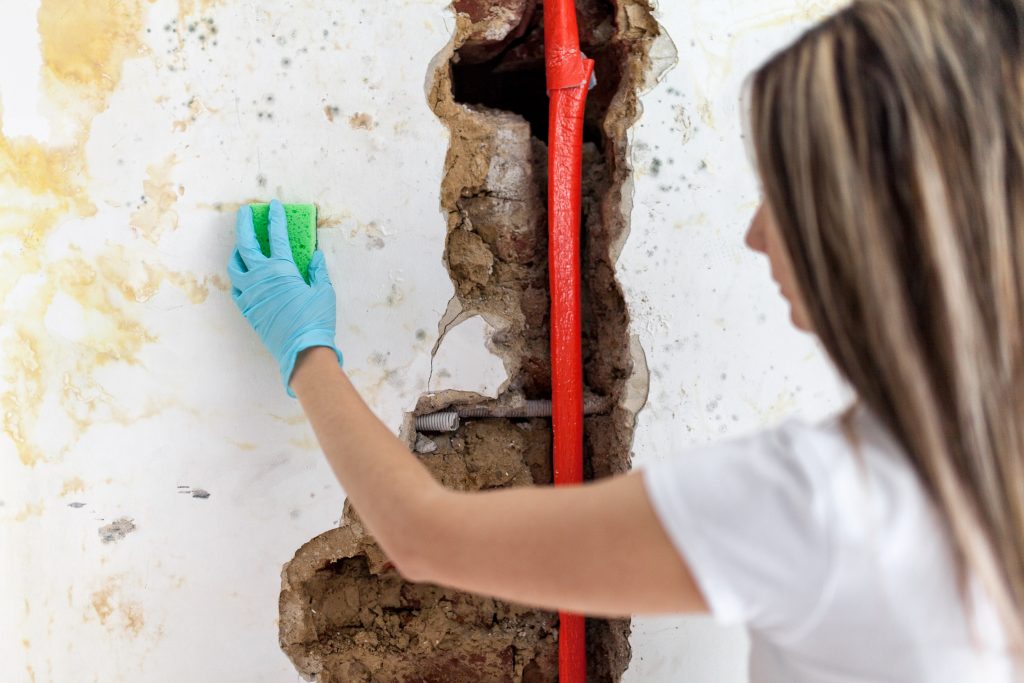 Cleaning up dangerous fungus from a wet wall after water pipe leak