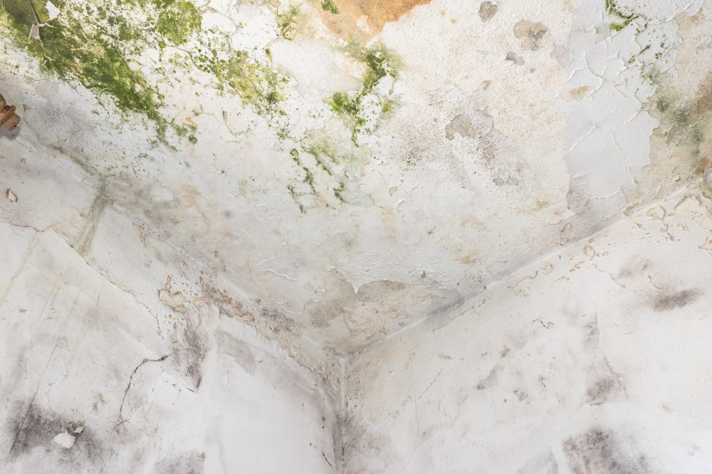 Ceiling with mold